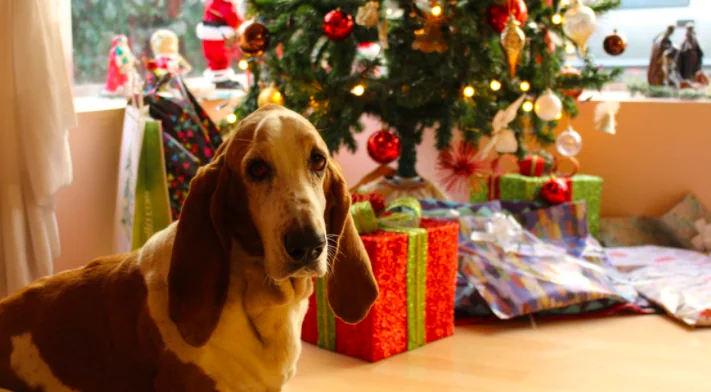 Natale a quattro zampe: regali sotto l’albero per oltre il 62% di cani e gatti!